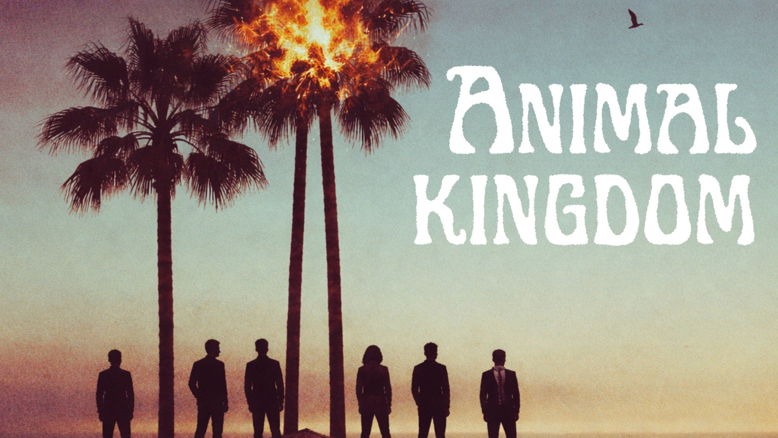 Animal Kingdom movie Display